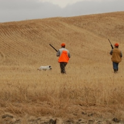 Matt's Montana Bird Hunt